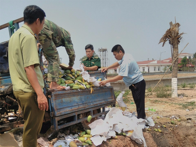 Vụ đồn biên phòng mật phục bắt giữ 6,6kg xoài lậu: Lỗi tại đánh máy