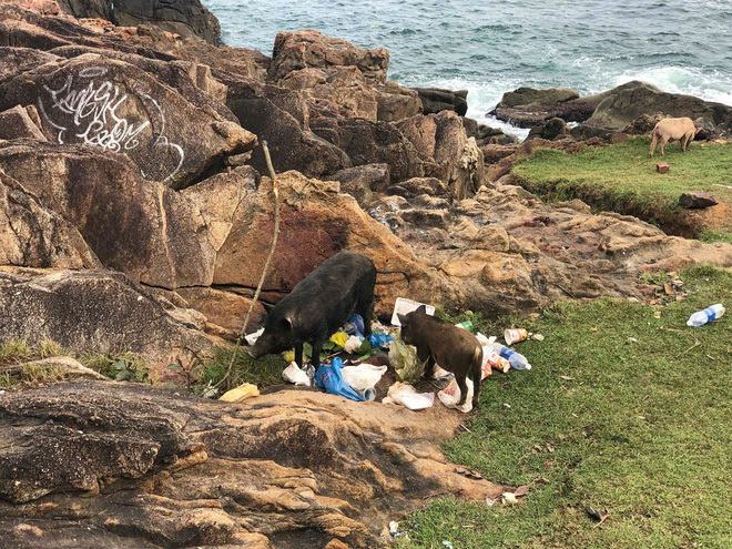 Thử thách dọn rác tại đảo Sơn Trà: Dọn dẹp sạch sẽ 'biển rác' không hề khó