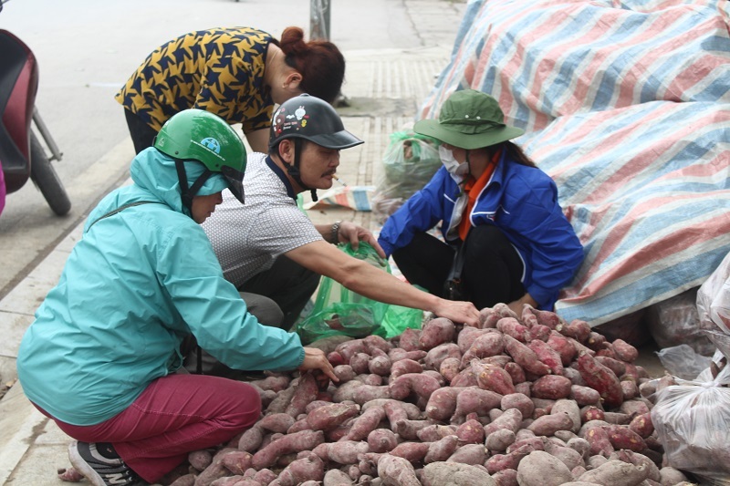 Người Hà Nội chung tay giải cứu khoai lang cho bà con Gia Lai