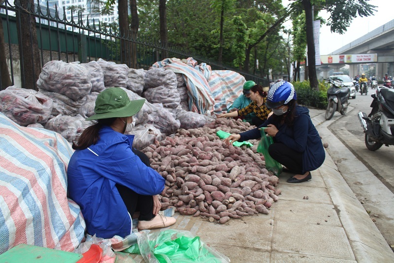 Người Hà Nội chung tay giải cứu khoai lang cho bà con Gia Lai