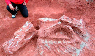 Phát hiện hàng loạt hóa thạch xương khủng long tại Chile