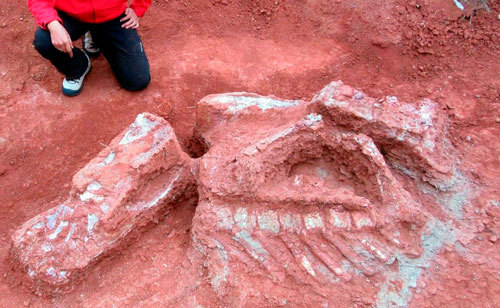 Hóa thạch xương khủng long bất ngờ được tìm thấy khá nhiều tại Chile
