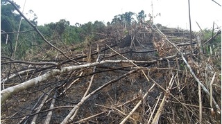 Nghệ An: Phó chủ tịch xã phá nhiều ha rừng phòng hộ