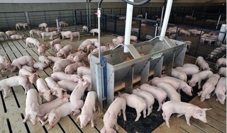 Giá heo (lợn) hơi hôm nay 22/3: Đà giảm giá chưa dứt, có nơi chỉ 32.000 đồng/kg
