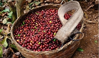 Giá cà phê hôm nay 13/6: Tăng nhẹ trở lại mức 31.800 – 32.800 đồng/kg