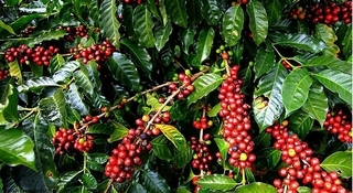 Giá cà phê hôm nay 12/10: Giá cà phê trong nước giảm mạnh