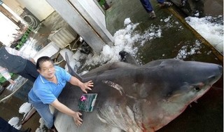 Đài Loan: Mổ bụng cá mập trắng mang thai, thấy cảnh đáng buồn