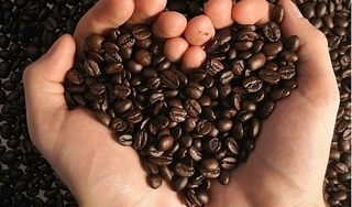 Giá cà phê hôm nay 23/8: Giảm nhẹ 100 đồng/kg