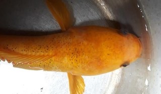 Đắk Nông: Câu được cá lóc vàng kỳ lạ, quý hiếm