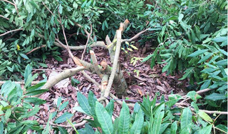 Vườn nhãn gần 100 cây ở Hưng Yên bị kẻ xấu chặt phá tan tành sau một đêm