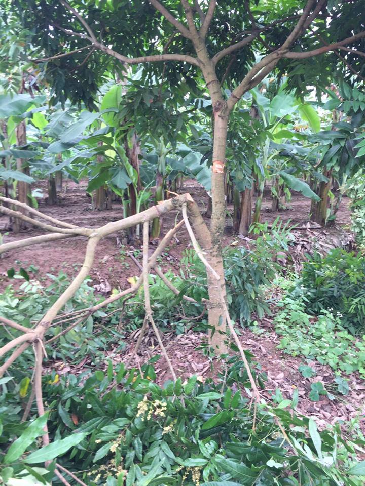 Hưng Yên: Vườn nhãn gần 100 cây bị chặt phá không thương tiếc sau một đêm