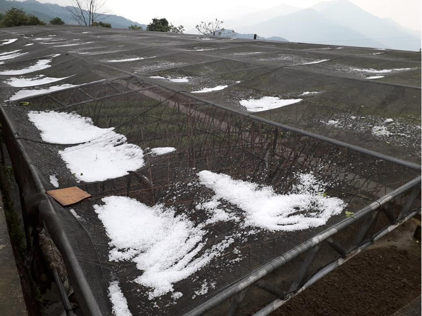 Mưa đá kinh hoàng ở Nghệ An, nhiều cây trồng bị đổ sạp