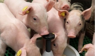 Giá heo (lợn) hơi hôm nay 7/4: Một tuần tăng vọt, nhiều nơi tăng tới 5.000 đồng/kg
