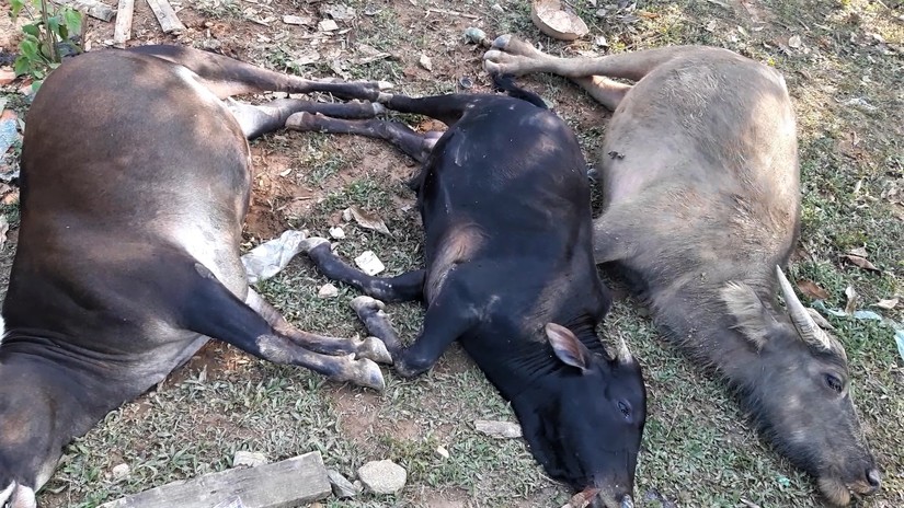Bắc Kạn, Ngân Sơn: Nhiều trâu, bò chết bất thường sau khi uống nước trong mỏ khoáng sản Nà Diếu