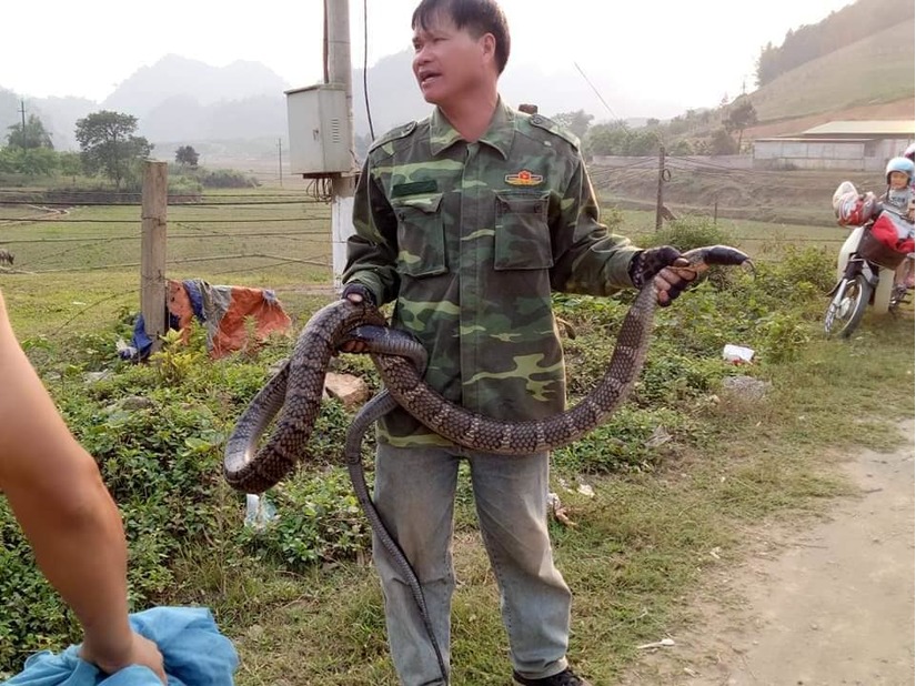 Thông tin mới nhất vụ việc bắt được rắn hổ mang khủng ở Sơn La