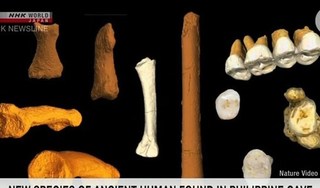 Phát hiện hóa thạch xương của loài giống người ở Philippines
