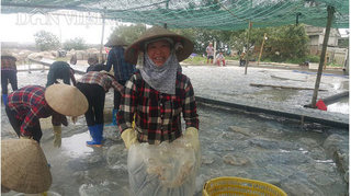 Nam Định: Săn vàng trắng nổi lập lờ ven bờ biển, kiếm chục triệu/ngày