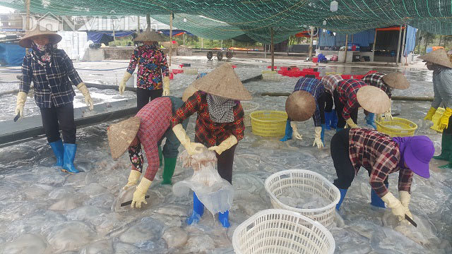 Nam Định: Săn vàng trắng nổi lập lờ ven bờ biển, kiếm chục triệu/ngày