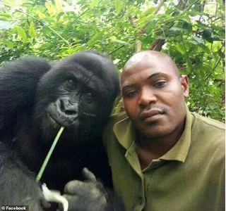 Bầy khỉ đột nặng 2 tạ chụp ảnh selfie như người gây kinh ngạc