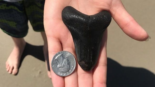 ‘báu vật’ 3 triệu năm tuổi trên bờ biển vô tình được tìm thấy bởi nữ sinh Avery Fauth
