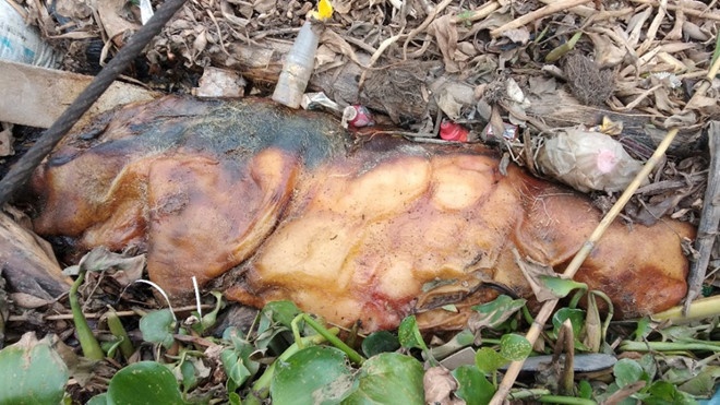Hải Phòng: Hàng trăm xác lợn chết trôi trên sông Hoá