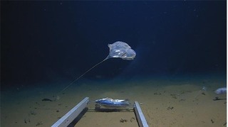 Phát hiện sinh vật dị thường ở nơi sâu nhất của Ấn Độ Dương