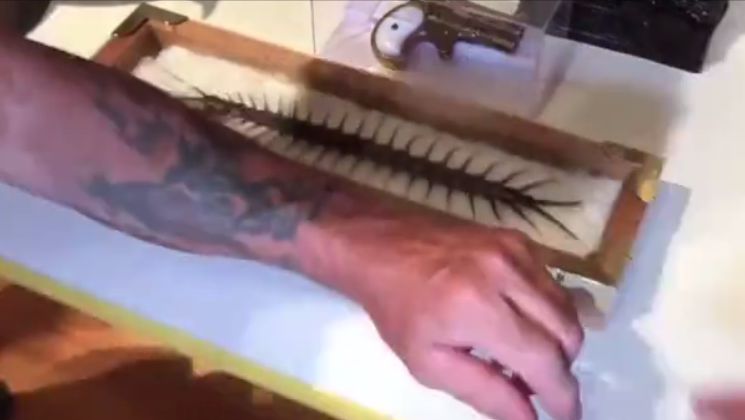 Hoá thạch rết cổ đại 99 triệu năm tại Đông Nam Á vừa được phát hiện