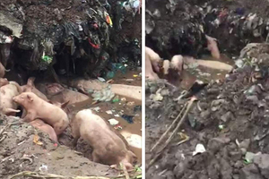 Sự thật về đàn lợn dịch không được chôn lấp, bò lổm nhổm dưới hố nước ở Nam Định