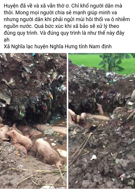 Nam Định: Sự thật về đàn lợn dịch đổ xuống hố nước gây ảnh hưởng đến người dân