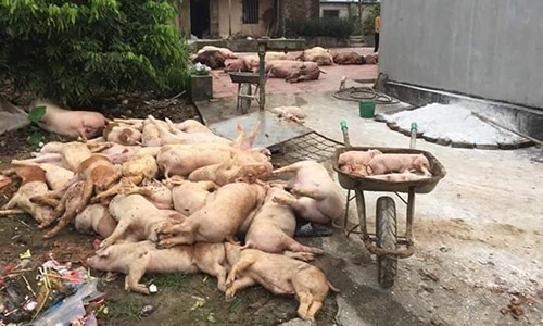 Dịch tả lợn châu Phi hoành hành tại 29 tỉnh thành, đề xuất đông đá thịt lợn để dân ăn dần