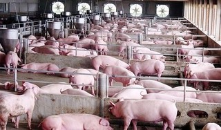 Giá heo (lợn) hơi hôm nay 14/5: Nhiều nơi trên cả nước giảm tới 4.000 đồng/kg