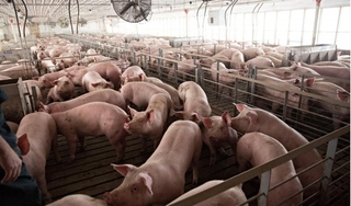 Giá heo hơi hôm nay 16/5: Dịch tả lợn lan rộng, nhiều nơi xuống dưới 30.000 đồng/kg