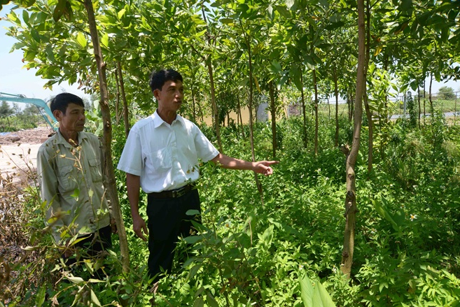 Nam Định: Bàn chuyện mua đất chôn lợn