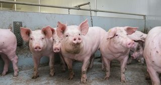 Dịch tả lợn châu Phi bùng phát ở Quảng Nam dù kiểm soát gắt gao