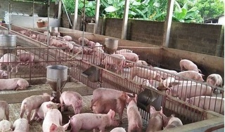 Giá heo hơi hôm nay 27/5: Miền Bắc nhiều nơi giảm xuống 25.000 đồng/kg