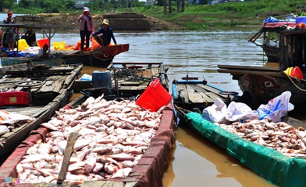 Cá chết trên sông La Ngà: Do tác động của môi trường nước