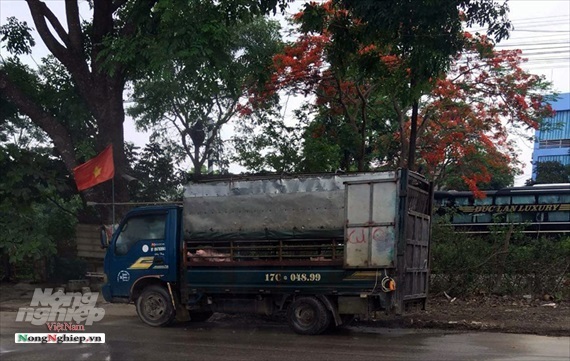 Xe tải chở hơn 2 tấn lợn ốm từ vùng dịch Hà Nam đi Thanh Hóa tiêu thụ
