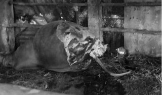 Phẫn nộ tên trộm tàn độc vào tận chuồng xẻo cặp đùi bò mẹ đang mang thai