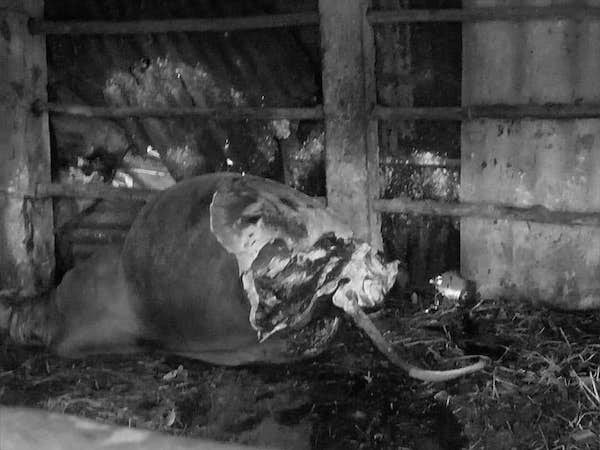 Quảng Bình: Truy tìm đối tượng giết, xẻ thịt bò của người dân ngay trong chuồng