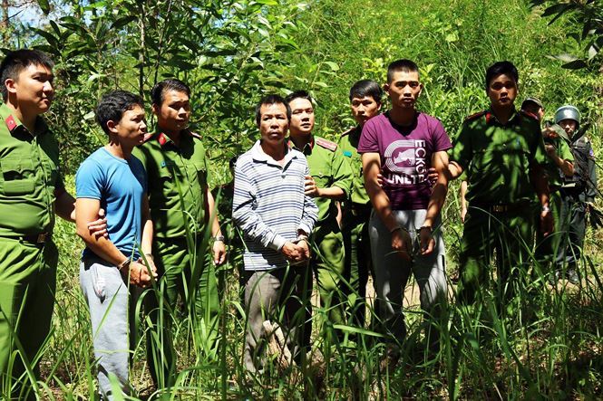 Lâm Đồng: Kẻ chủ mưu vụ hạ độc chết hơn 10ha rừng thông bị bắt