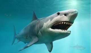 Bí ẩn cá mập không có xương chính thức có lời giải