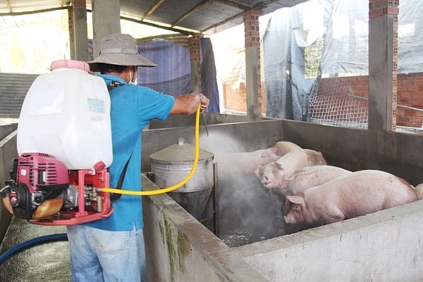 ĐBSCL thiệt hại nặng vì dịch tả lợn châu Phi