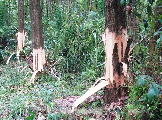 Chủ tịch xã lên tiếng trước thông tin bị tố chặt phá rừng cây của dân