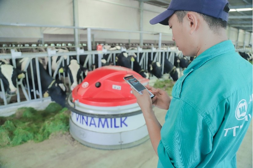 Vinamilk tổ chức cho con em nhân viên thăm resort bò sữa