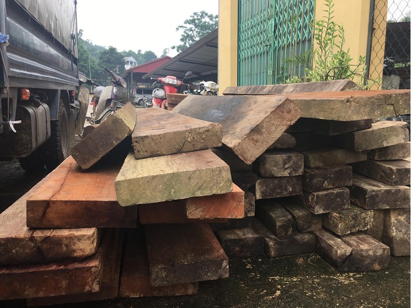 Bắc Kạn: Phát hiện 41 cây gỗ nghiến bị chặt hạ