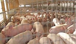 Giá heo (lợn) hơi hôm nay 14/6: Miền Nam có nơi tăng 4.000 đồng/kg