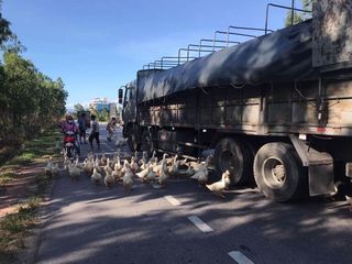 Công an Quảng Bình bác thông tin người dân 'hôi vịt' khi xe tải bị lật