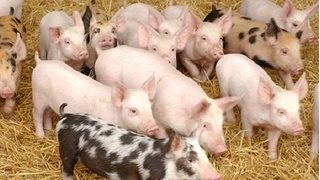 Giá heo hơi hôm nay 18/6: Tạm dứt đà tăng vì các hộ chăn nuôi đua nhau bán