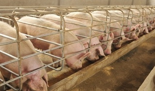 Giá heo hơi hôm nay 21/6: Lao dốc trên cả 3 miền