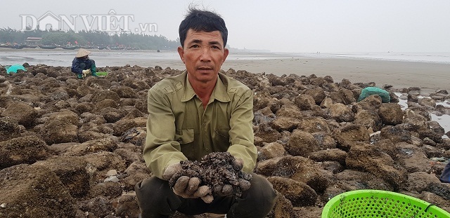 Nam Định: Săn 'lộc biển' bé tin hin bám ở đá, kiếm nửa triệu/ngày